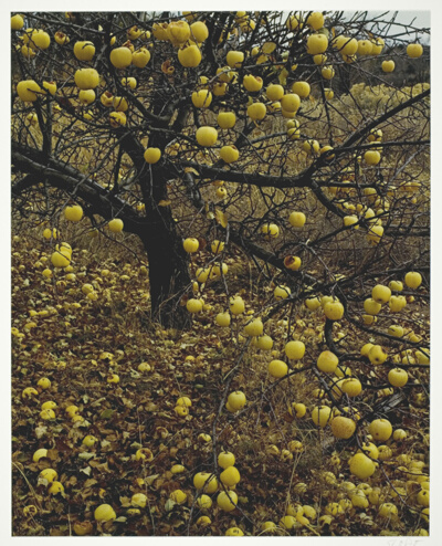 Frostbitten Apples, Tesuque, New Mexico