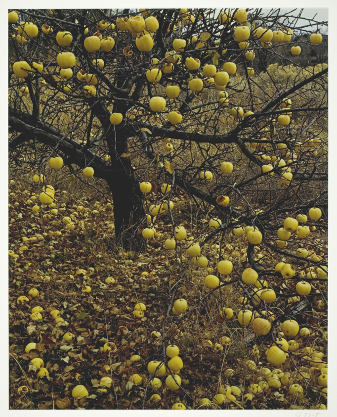 Frostbitten Apples, Tesuque, New Mexico