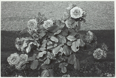Roses with Eaten Leaves, Parc St. Cloud, France