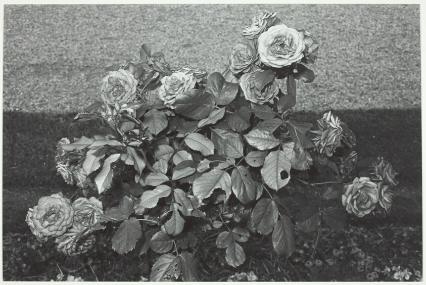 Roses with Eaten Leaves, Parc St. Cloud, France
