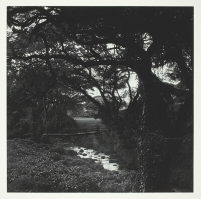 A Stream in the Woods