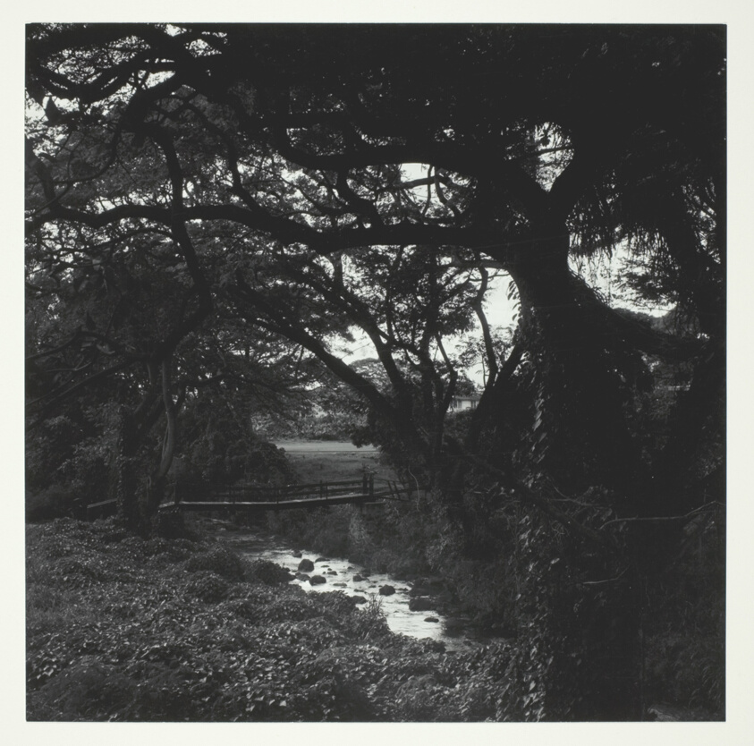 A Stream in the Woods