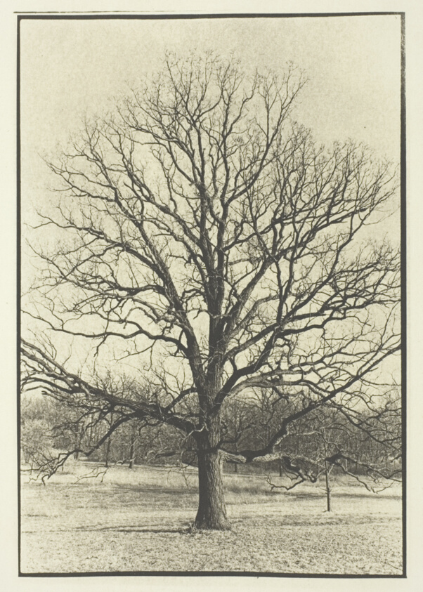 Burr Oak, Lisle, Illinois