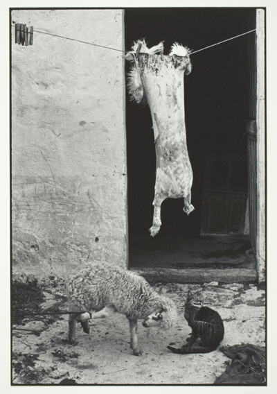Sheepskin Hung to Dry, Olympos, Karpathos, from the series "A Greek Portfolio"