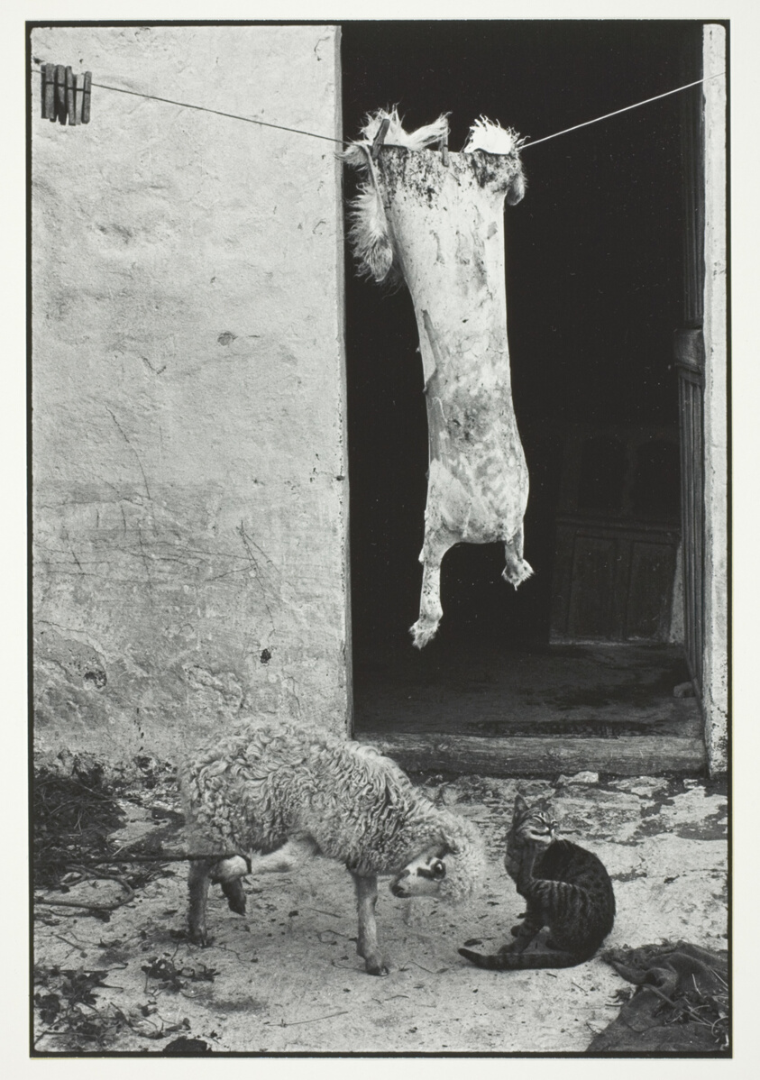Sheepskin Hung to Dry, Olympos, Karpathos, from the series "A Greek Portfolio"