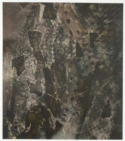 The Garden of the Dragon