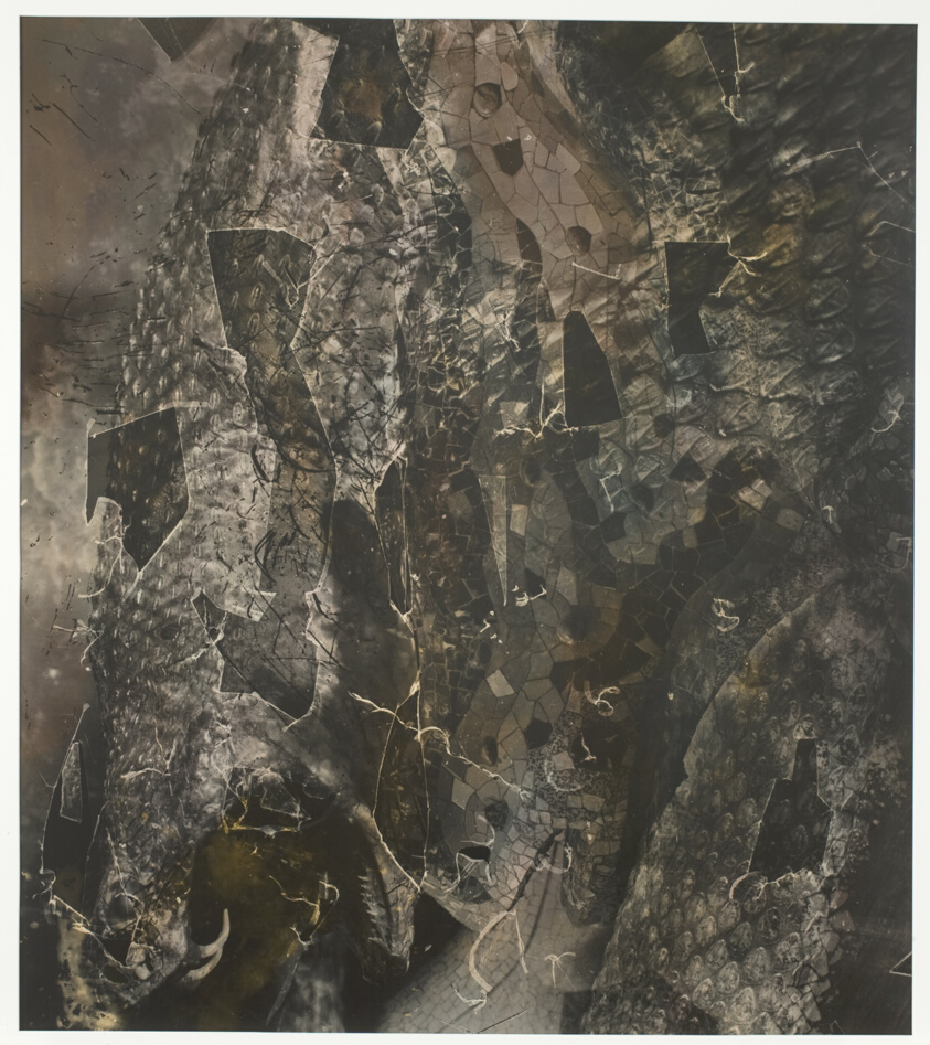 The Garden of the Dragon