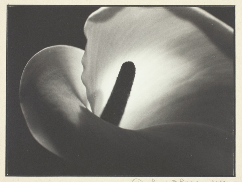 Flower with Pistil