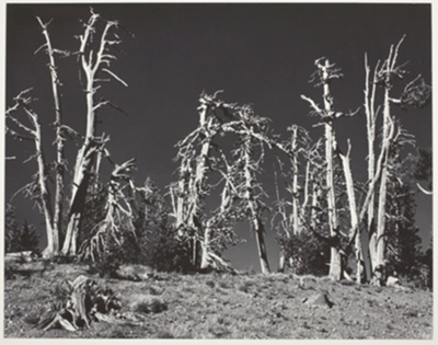Dead Pines, Crater Lake, Oregon