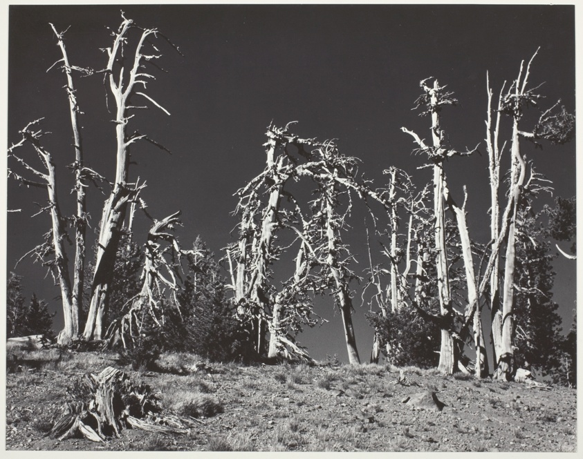 Dead Pines, Crater Lake, Oregon