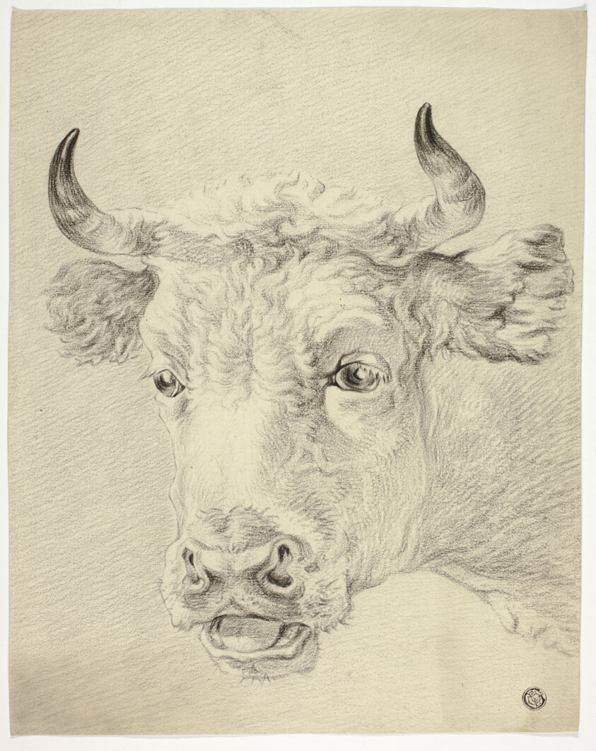 Head of Cow