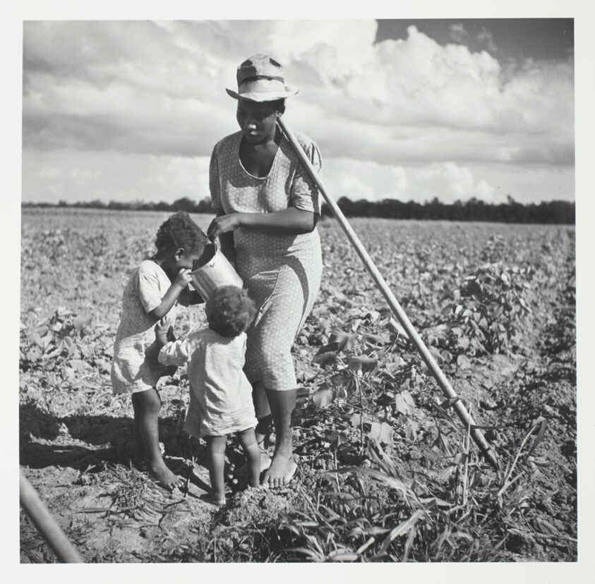 Taking a rest from hoeing cotton, on the Allen Plantation, Natchitoches, Louisiana; An FSA Co-op