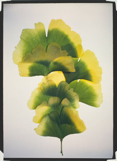 Ginkgo #14