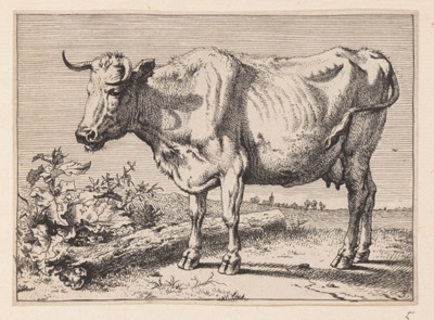 The Cow with a Crumpled Horn, from Various Oxen and Cows