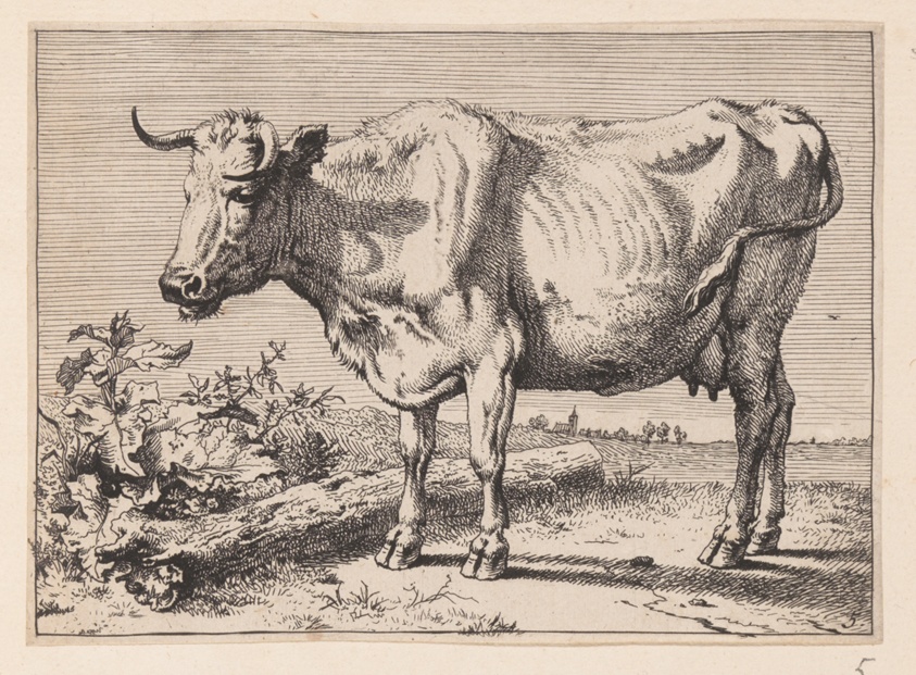 The Cow with a Crumpled Horn, from Various Oxen and Cows