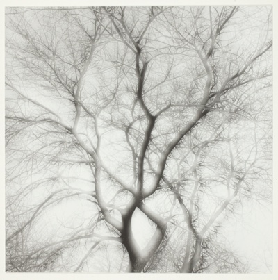 Trees, Chicago