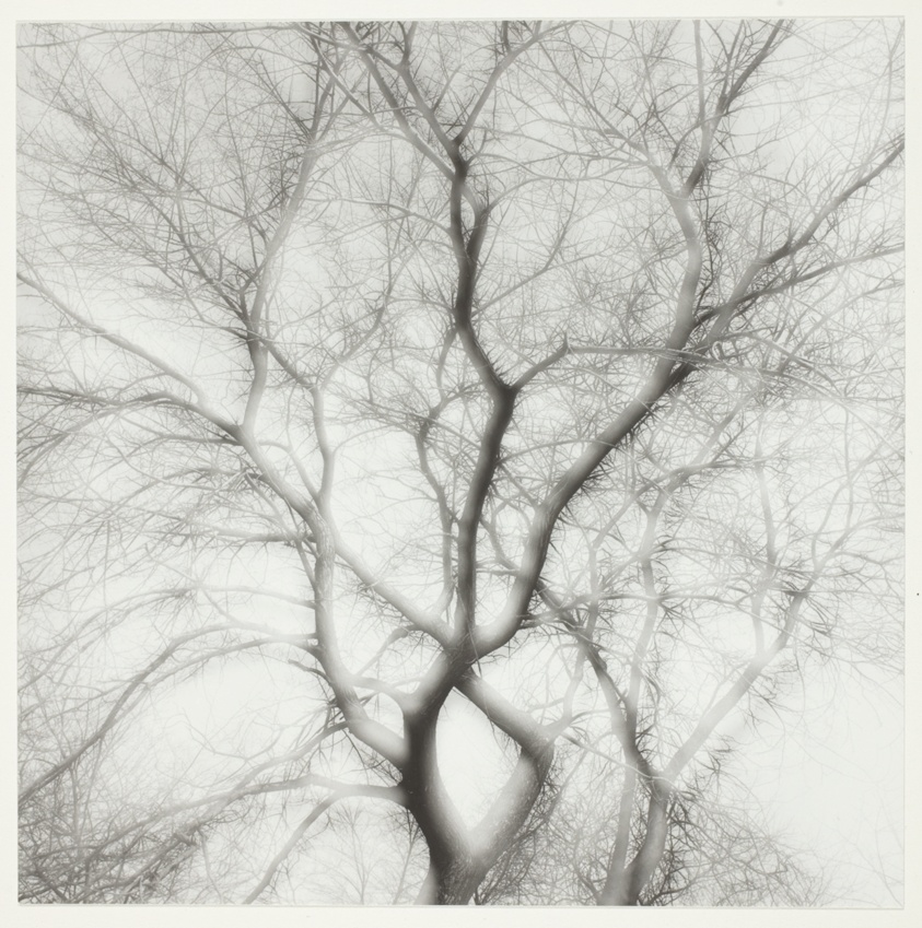 Trees, Chicago