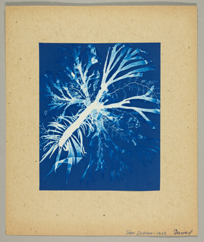 San Diego Seaweed