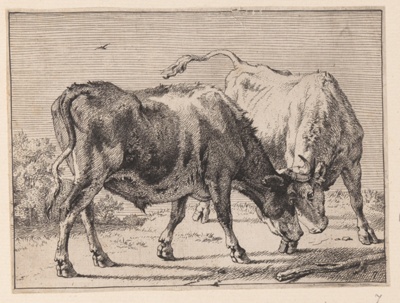 Two Oxen Fighting, from Various Oxen and Cows