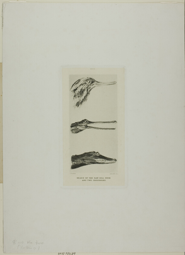 Heads of Saw-Bill Duck and Two Crocodiles