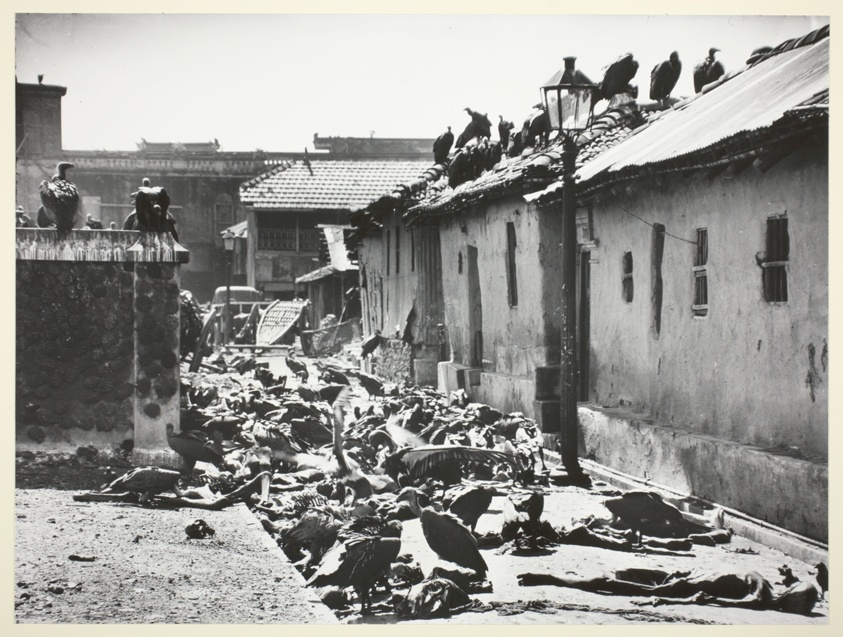 Vultures of Calcutta, India