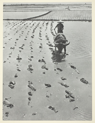 Coolie Plowing Rice Paddy Behind Bullock