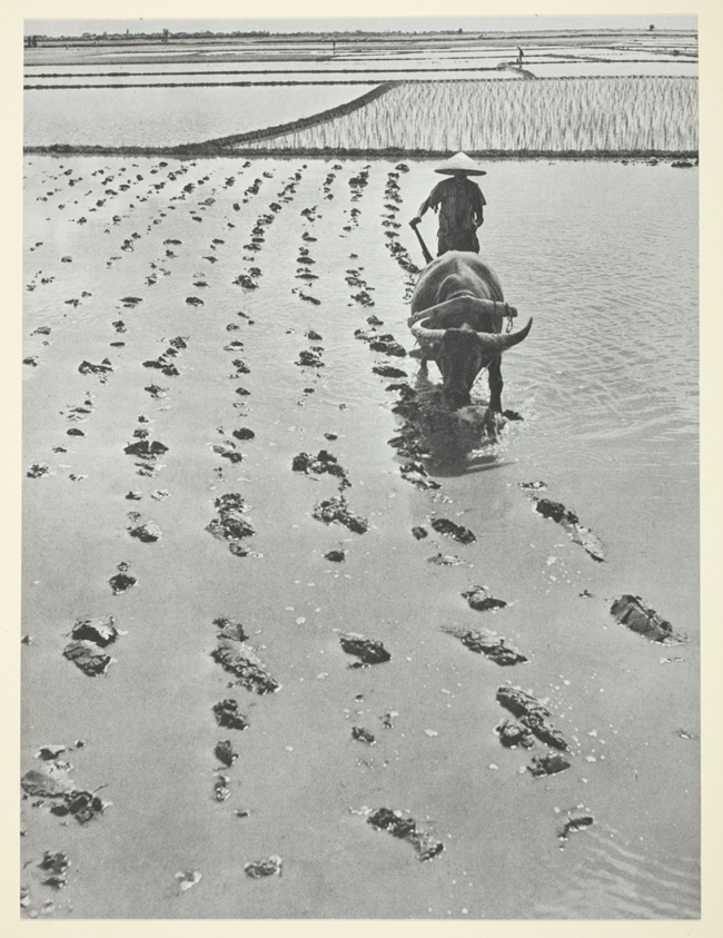 Coolie Plowing Rice Paddy Behind Bullock