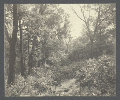 Untitled (Landscapes and Portraits)