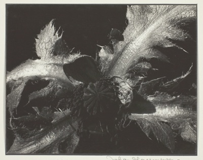 Oriental Poppy