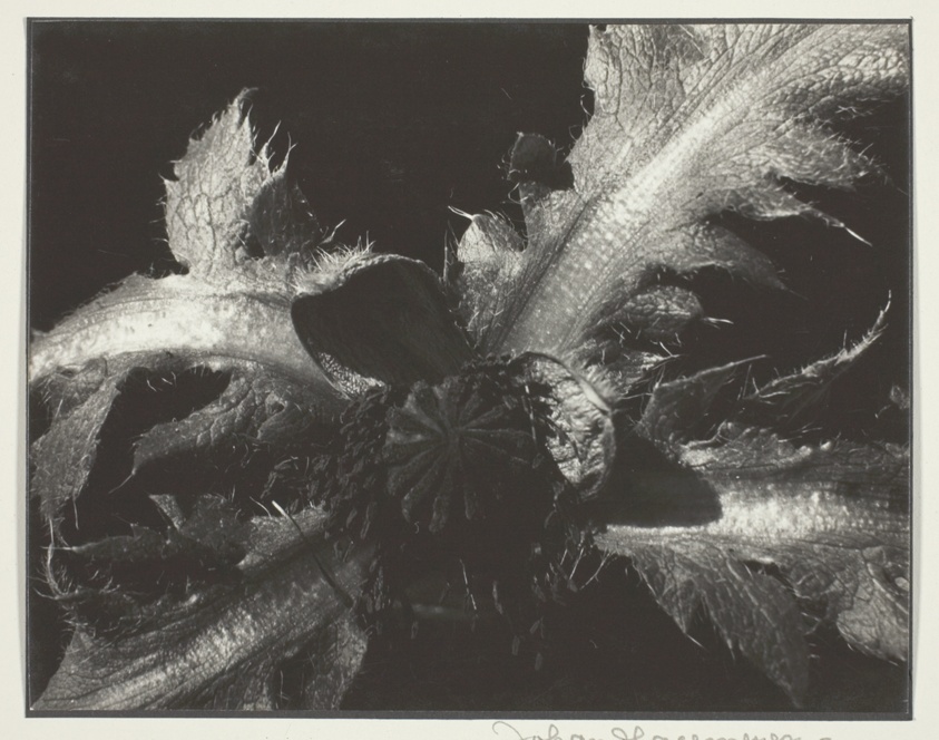 Oriental Poppy