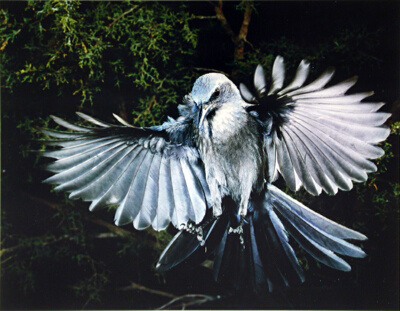 Woodhouse's Jay