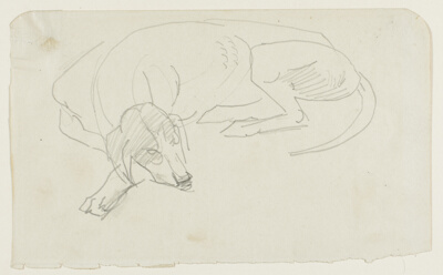 Sleeping Dog Facing Left, Frontal View of Head