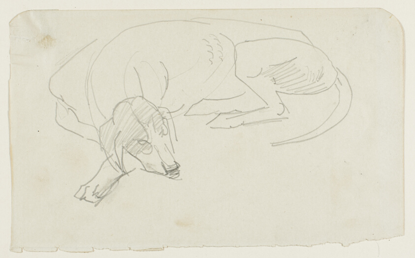 Sleeping Dog Facing Left, Frontal View of Head