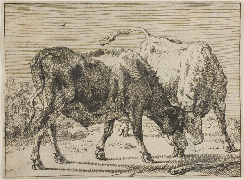 Two Bulls Fighting