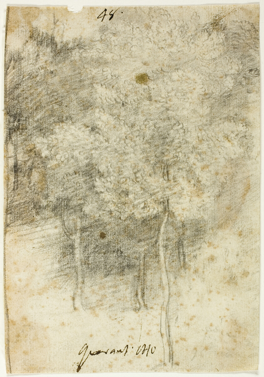 Grove of Trees