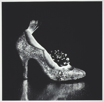 High Heel of Salmon and Flatfish