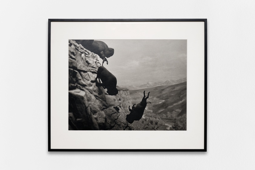 Untitled (Buffalos)