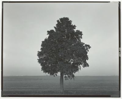 Illinois Landscape