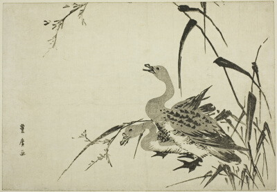 Wild Geese and Reeds