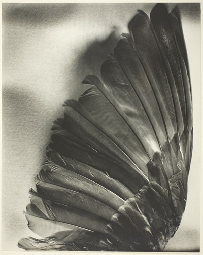 The Wing