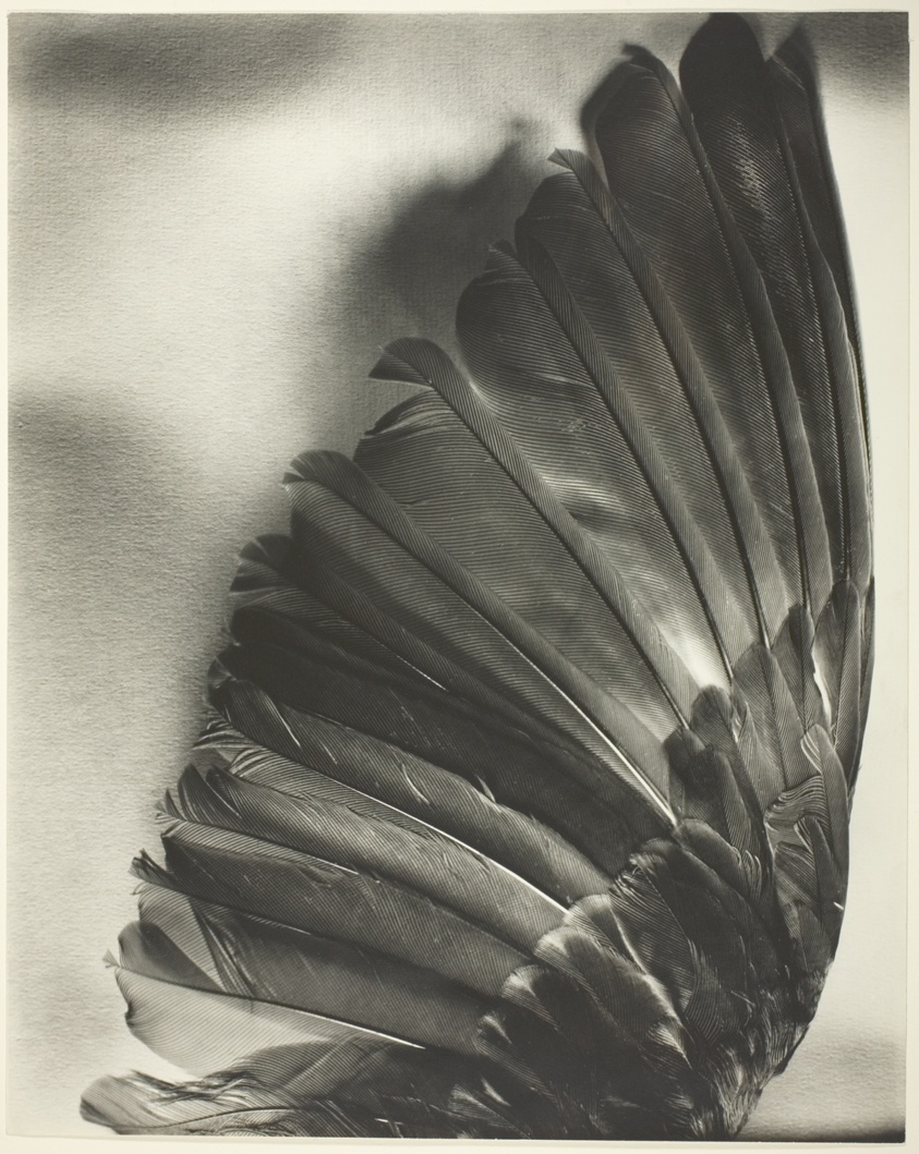 The Wing