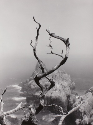 Twisted Tree, Point Lobos, California