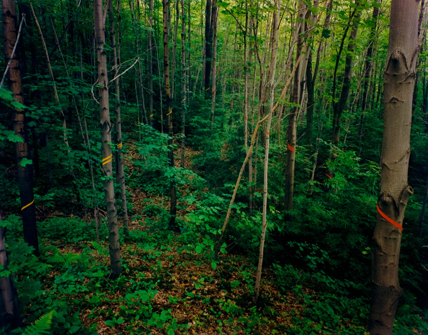 Music 1, Ellicottville, New York
